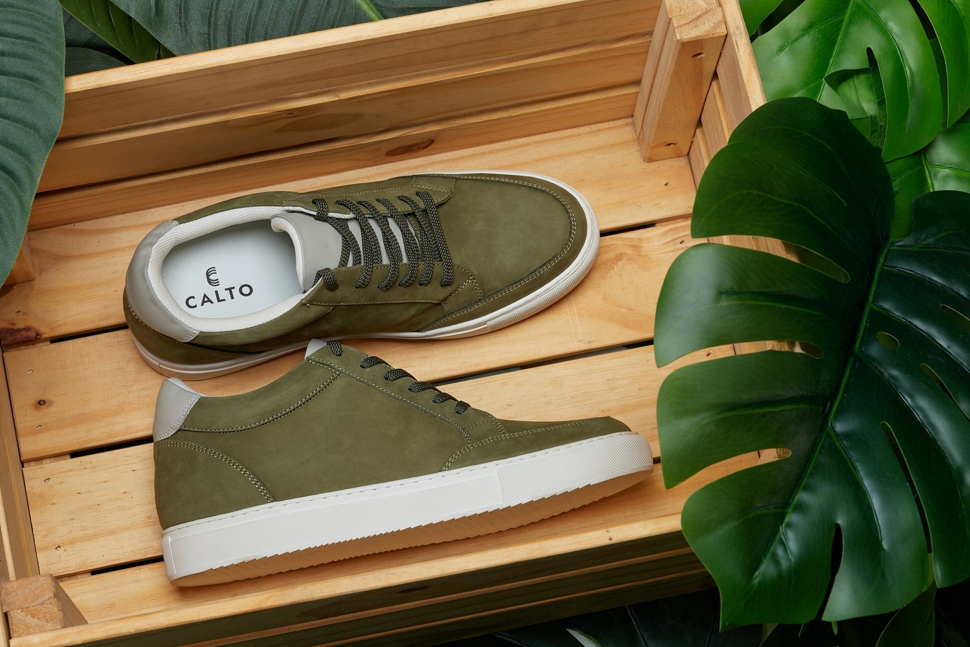Olive CALTO - 2973